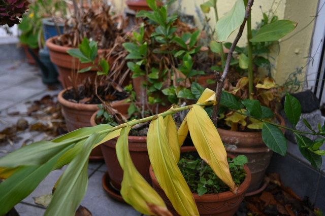 DSC_0631_001.JPG