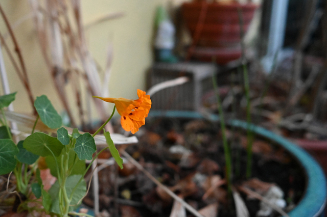 DSC_0645_001.JPG