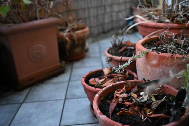 DSC_0649_001.JPG