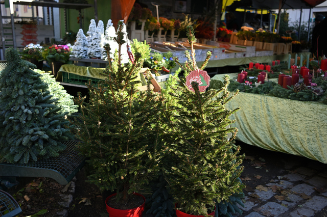 DSC_0687_001.JPG