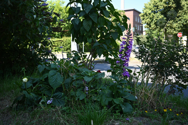 DSC_7558_001.JPG