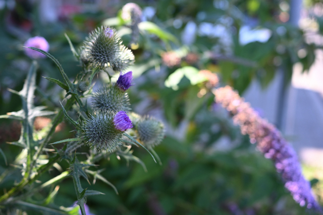 DSC_7568_001.JPG