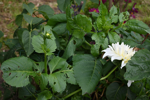 DSC_7684_001.JPG