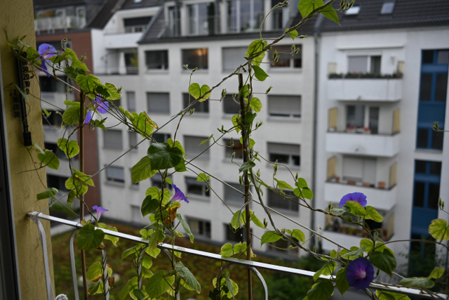 DSC_8003_001.JPG
