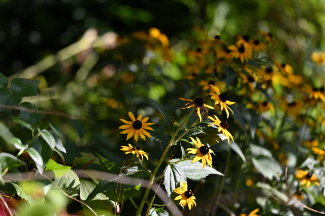 DSC_9058_001.JPG