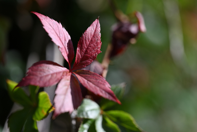 DSC_9061_001.JPG