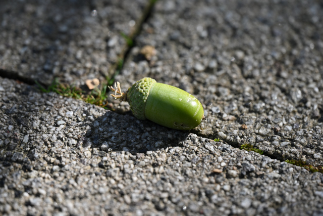 DSC_9074_001.JPG