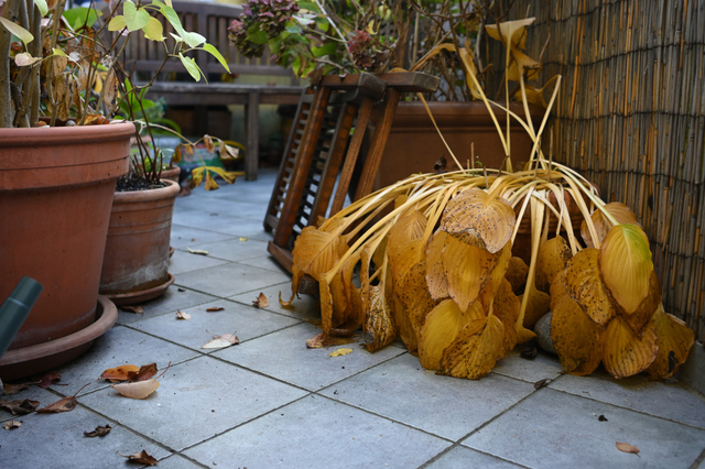 DSC_0032_001.JPG