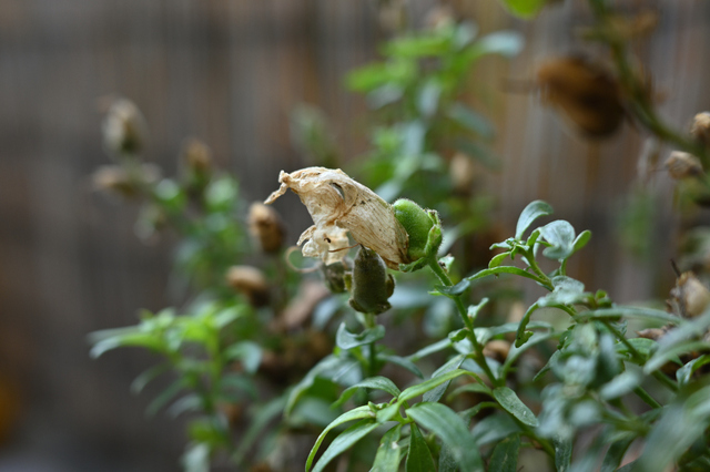 DSC_0035_001.JPG