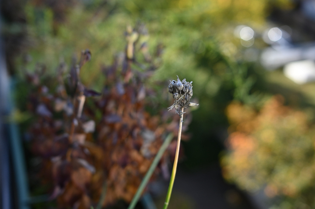 DSC_0039_001.JPG