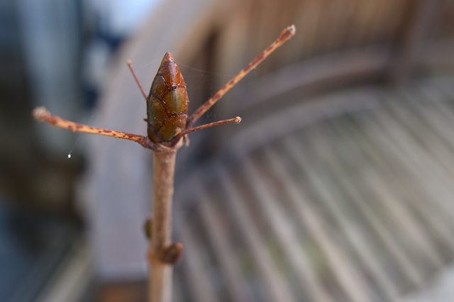 DSC_0044_001.JPG