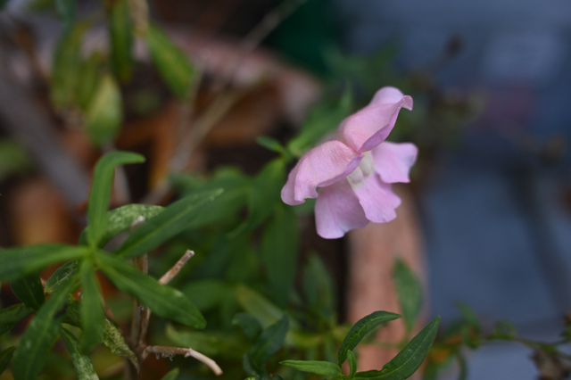 DSC_0045_001.JPG