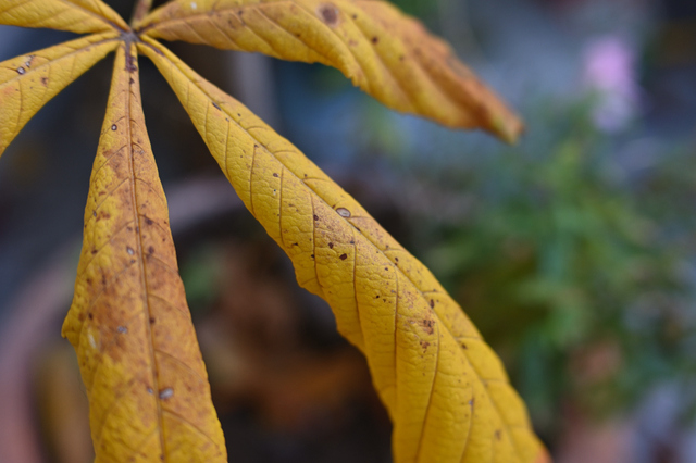 DSC_0047_001.JPG