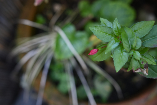 DSC_0051_001.JPG