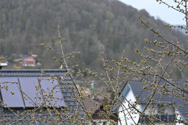 DSC_0353_001.JPG