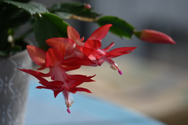 DSC_0384_001.JPG