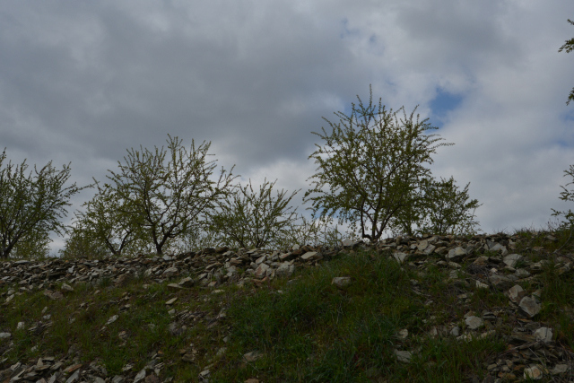 DSC_0529_001.JPG