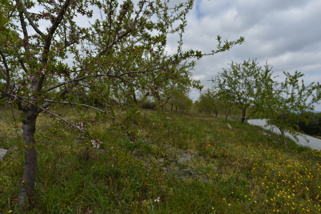 DSC_0531_001.JPG