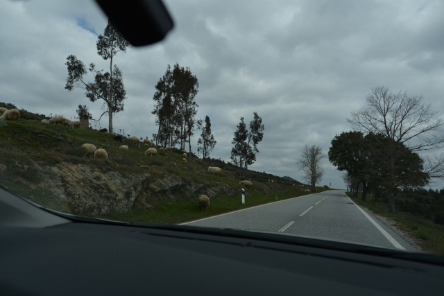 DSC_0533_001.JPG