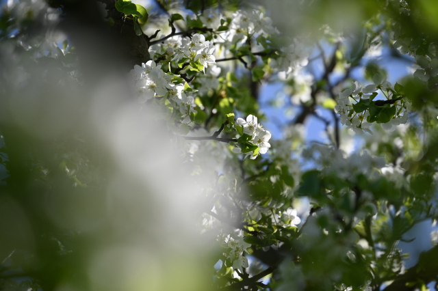 DSC_0675_001.JPG