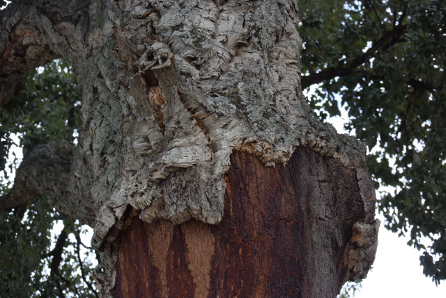 DSC_0795_001.JPG