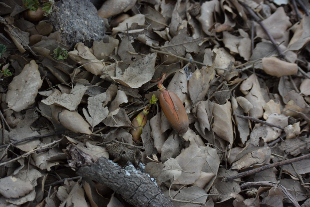 DSC_0796_001.JPG