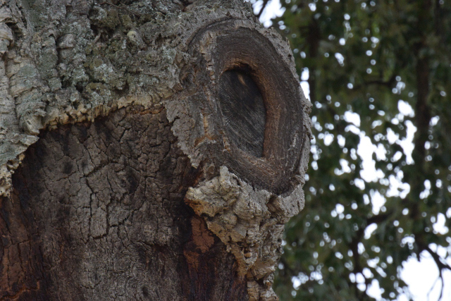 DSC_0800_001.JPG