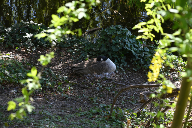 DSC_1046_001.JPG