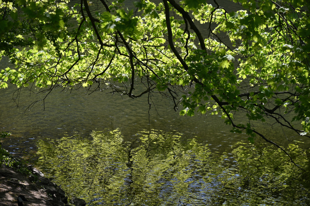 DSC_1067_001.JPG