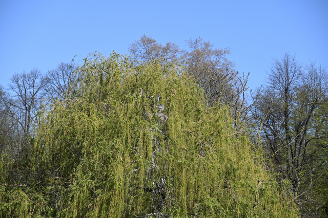 DSC_1073_001.JPG