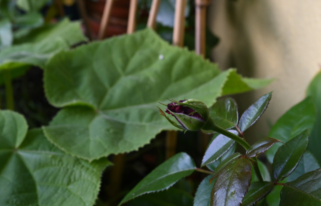 DSC_1212.JPG
