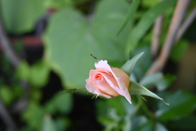 DSC_1216.JPG