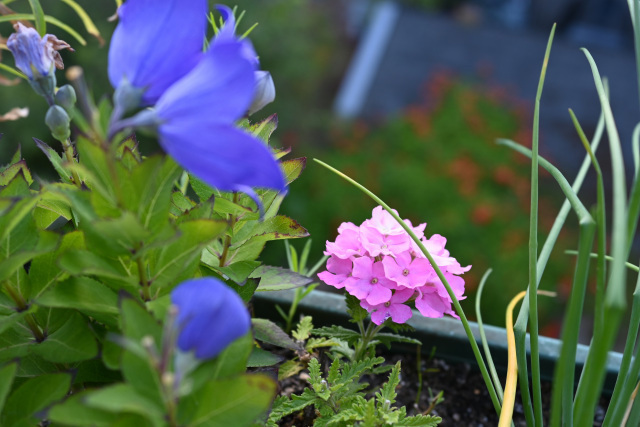 DSC_1223.JPG