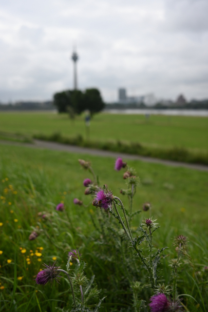 DSC_1529_001.JPG