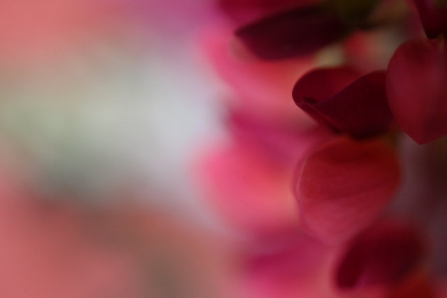 DSC_1531_001.JPG