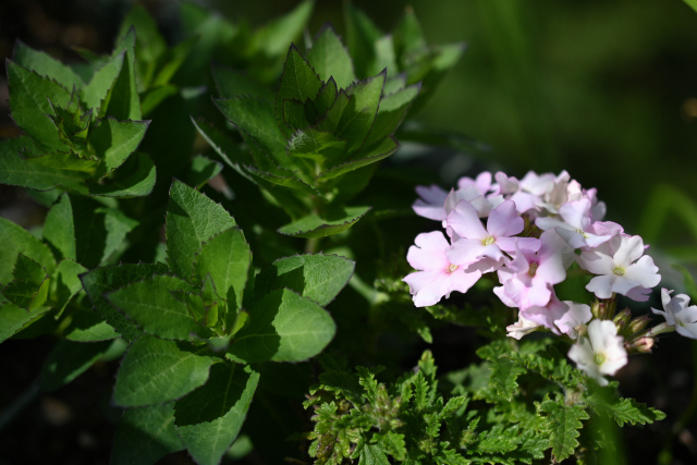 DSC_1564_001.JPG