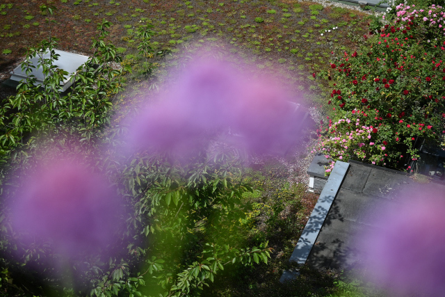 DSC_1567_001.JPG