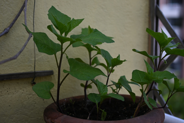 DSC_1568_001.JPG