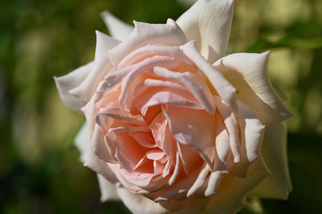 DSC_1621_001.JPG