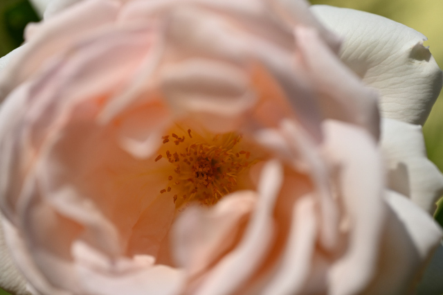 DSC_1630_001.JPG