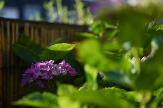 DSC_1632_001.JPG