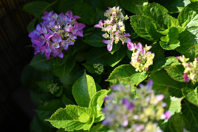 DSC_1635_001.JPG