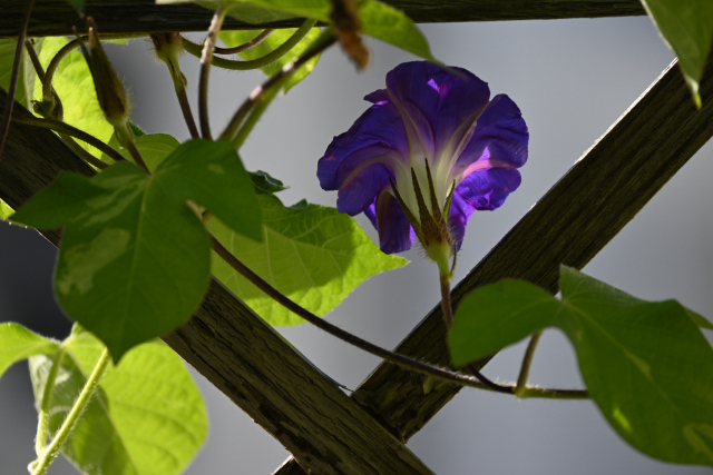 DSC_2020_001.JPG