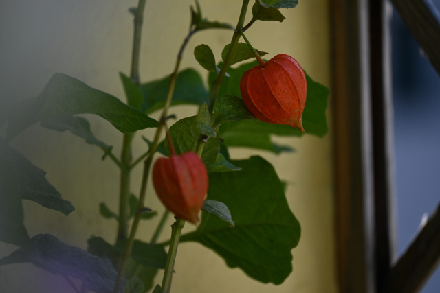 DSC_2030_001.JPG