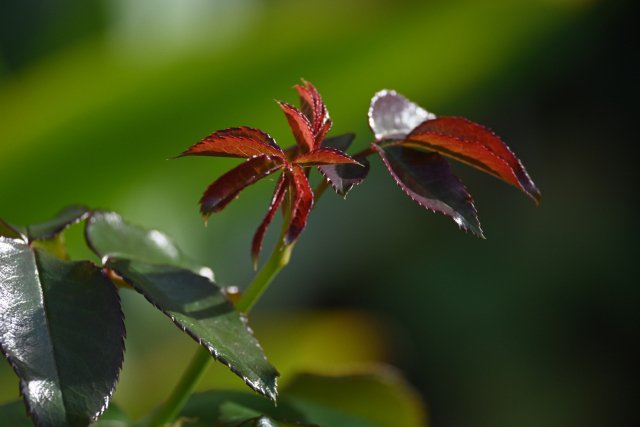 DSC_2063_001.JPG