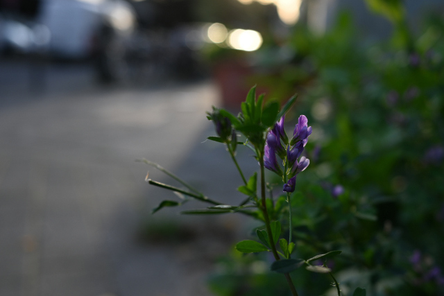 DSC_2093_001.JPG