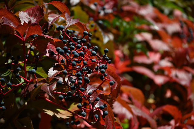 DSC_2136_001.JPG