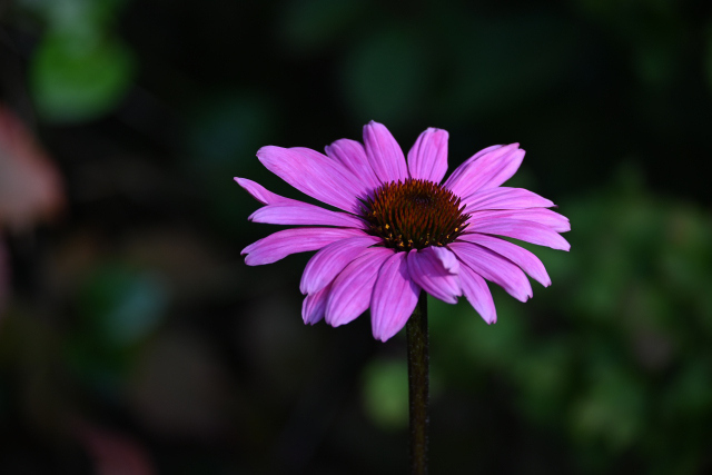 DSC_2149_001.JPG