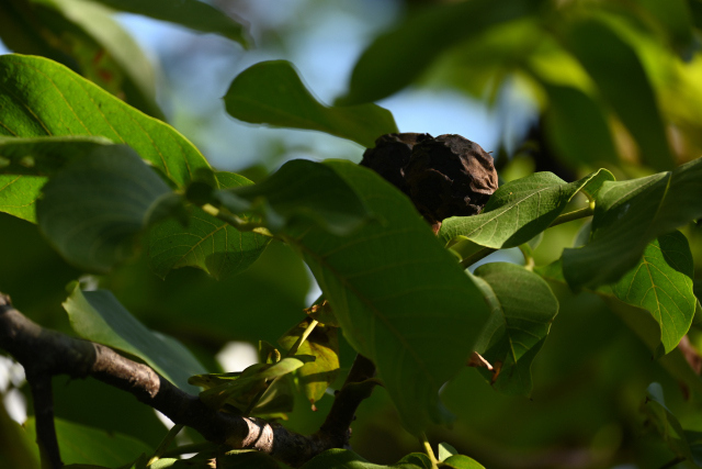 DSC_2168_001.JPG