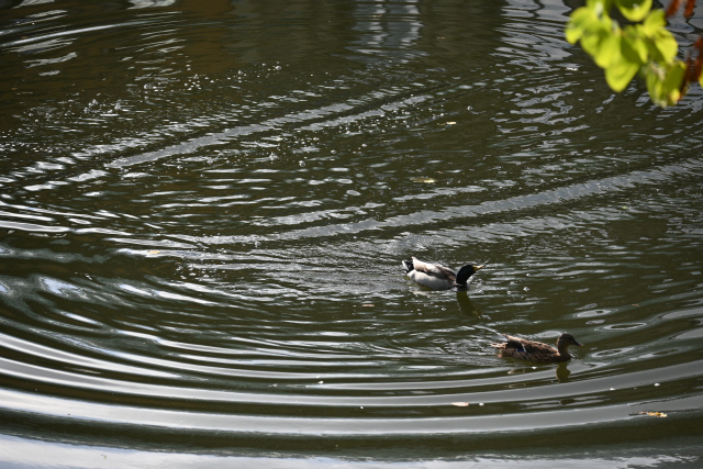 DSC_2177_001.JPG